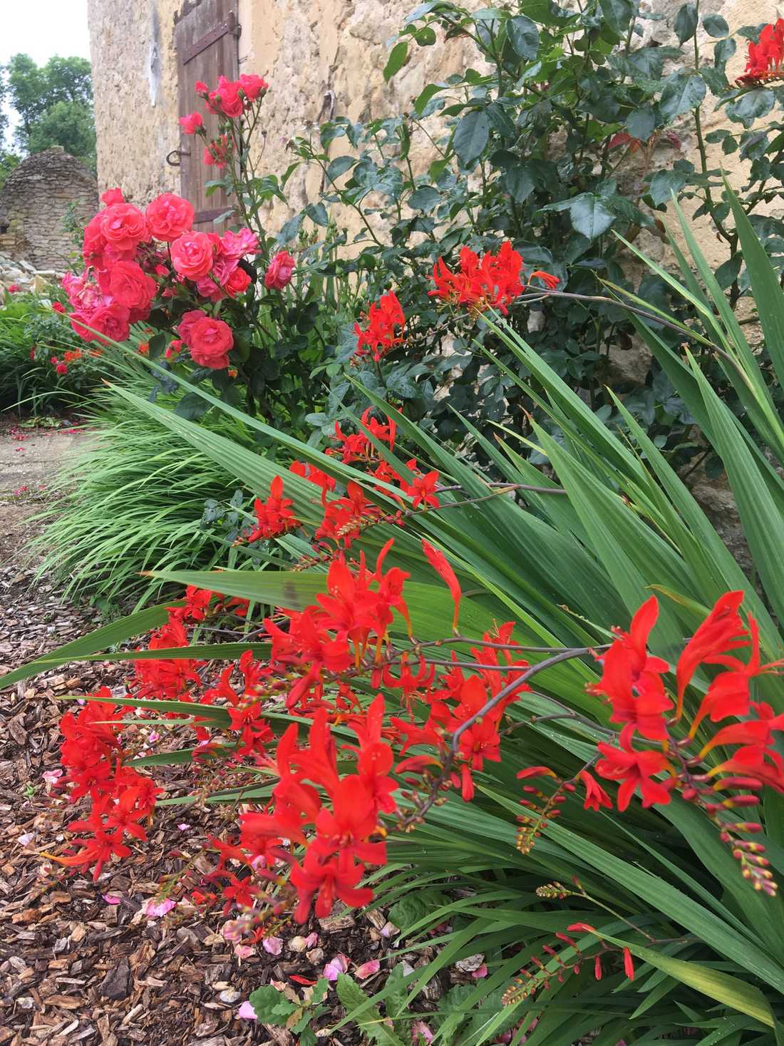 Fleurs rouges