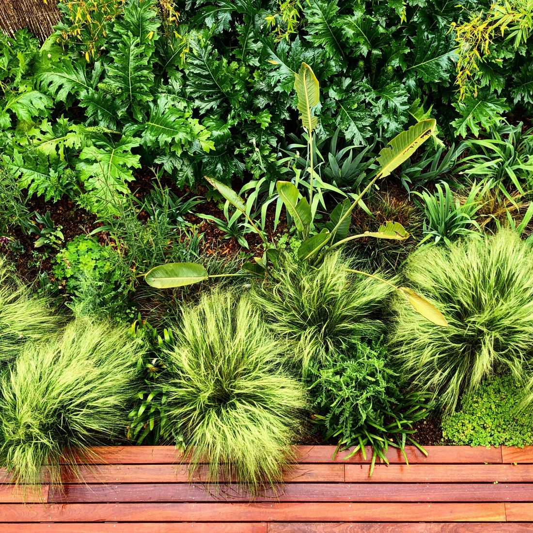 Végétation luxuriante dans le petit jardin d'une maison de ville à Bordeaux