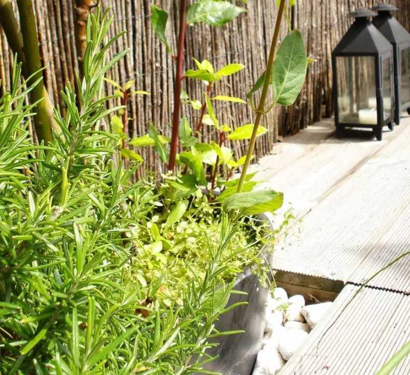 Végétalisation d'un toit-terrasse par un architece paysagiste en Gironde