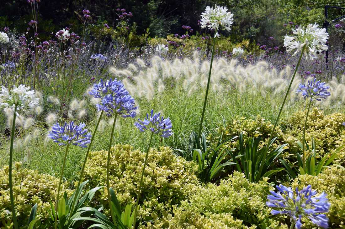 Fleurs et floraisons méditerrannéenes aménaagé par un concepteur paysagiste à Bordeaux